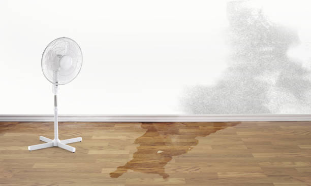 Best Basement water damage restoration  in Manasota Key, FL